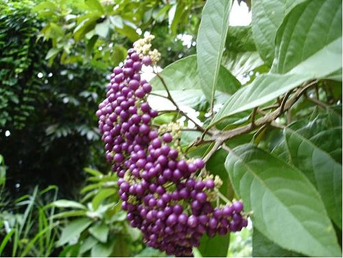 Callicarpa ampla